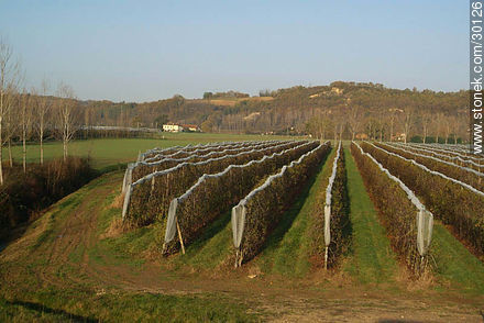 Vineyard - Region of Midi-Pyrénées - FRANCE. Photo #30126