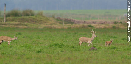 Wild deer family - Fauna - MORE IMAGES. Photo #30624