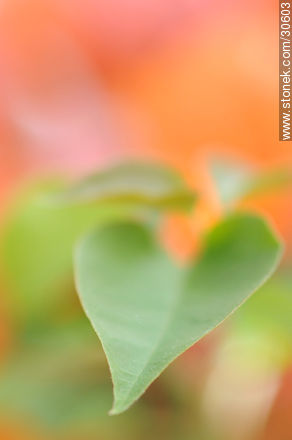 Leaves of bougainvillea - Flora - MORE IMAGES. Foto No. 30603