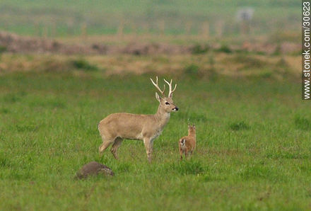 Familia ciervo silvestre - Fauna - IMÁGENES VARIAS. Foto No. 30623