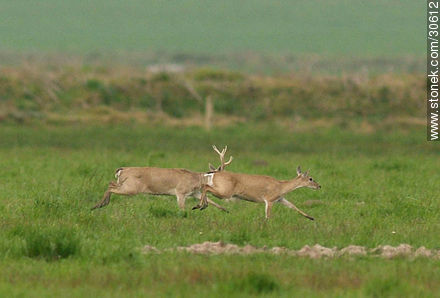 Casal de ciervos silvestres corriendo por el campo - Fauna - IMÁGENES VARIAS. Foto No. 30612
