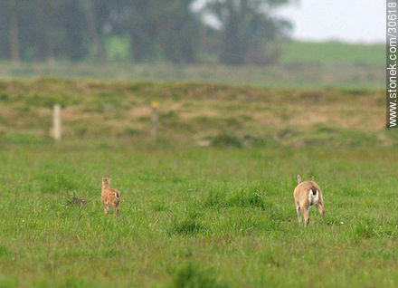 Familia ciervo silvestre - Fauna - IMÁGENES VARIAS. Foto No. 30618