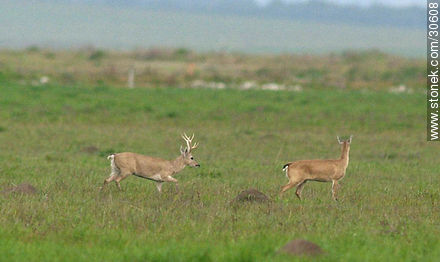 Couple of wild deers -  - URUGUAY. Foto No. 30608