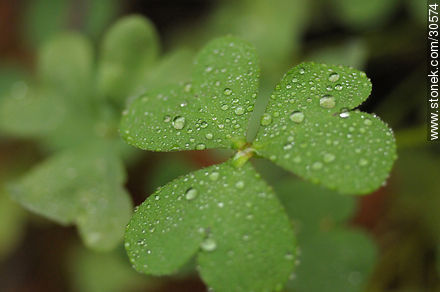 Drops on clover - Flora - MORE IMAGES. Foto No. 30574