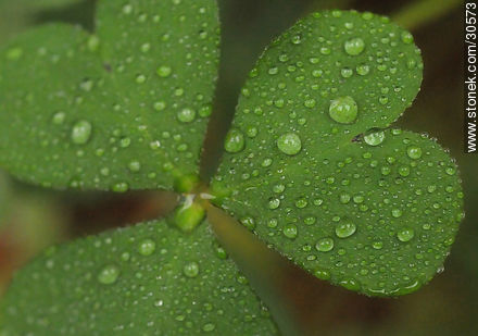Drops on clover - Flora - MORE IMAGES. Foto No. 30573