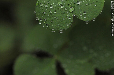 Drops on clover - Flora - MORE IMAGES. Photo #30571