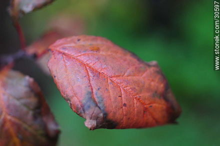 Autumn leaf - Flora - MORE IMAGES. Photo #30597