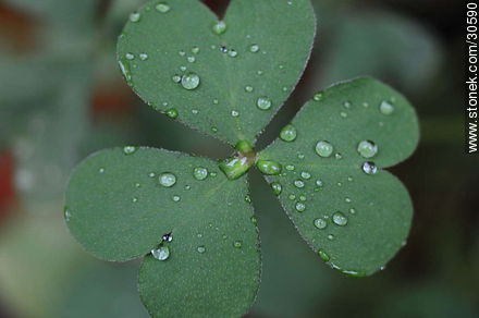 Drops on clover - Flora - MORE IMAGES. Foto No. 30590