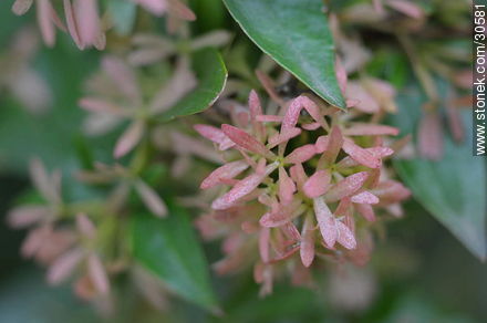 Abelia sin flor - Flora - IMÁGENES VARIAS. Foto No. 30581