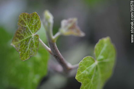 Ivy - Flora - MORE IMAGES. Foto No. 30578