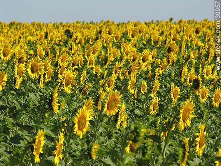 Sunflowers -  - URUGUAY. Photo #30957