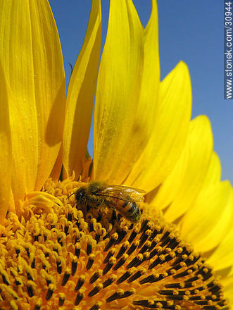 Girasol y abeja - Fauna - IMÁGENES VARIAS. Foto No. 30944