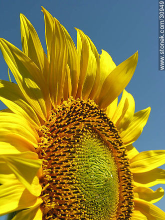 Sunflower - Flora - MORE IMAGES. Photo #30949