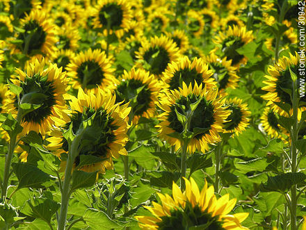 Sunflowers - Flora - MORE IMAGES. Photo #30942