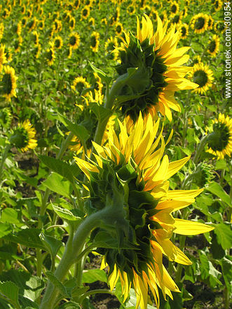 Sunflowers - Flora - MORE IMAGES. Photo #30954