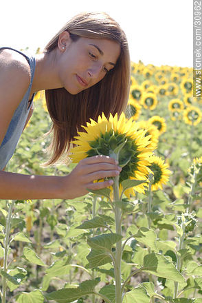 Sunflowers - Flora - MORE IMAGES. Photo #30962