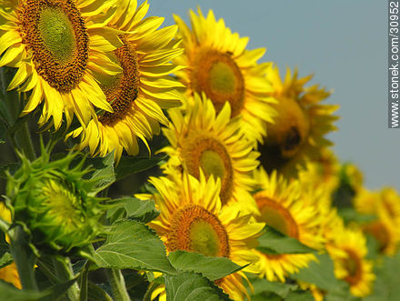 Campo de girasoles - Flora - IMÁGENES VARIAS. Foto No. 30952