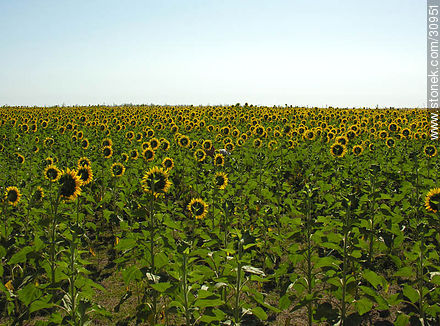 Sunflowers - Flora - MORE IMAGES. Photo #30951