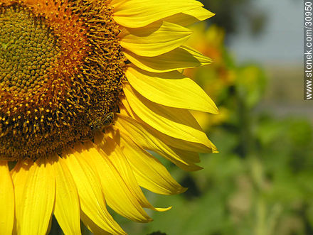 Sunflower - Flora - MORE IMAGES. Photo #30950