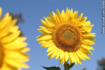 Sunflower - Flora - MORE IMAGES. Photo #30966