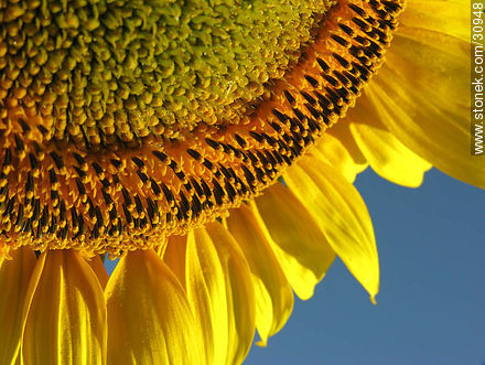 Sunflower - Flora - MORE IMAGES. Photo #30948
