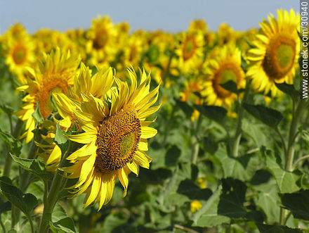 Sunflowers - Flora - MORE IMAGES. Photo #30940