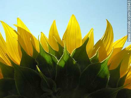 Sunflower - Flora - MORE IMAGES. Photo #30943