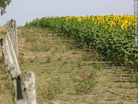 Sunflowers - Flora - MORE IMAGES. Photo #30958