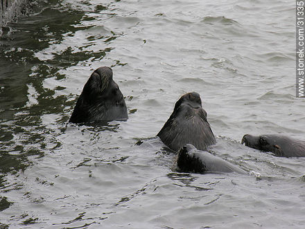 Lobos marinos en el puerto a la espera de los restos de la pesca. - Punta del Este y balnearios cercanos - URUGUAY. Foto No. 31335