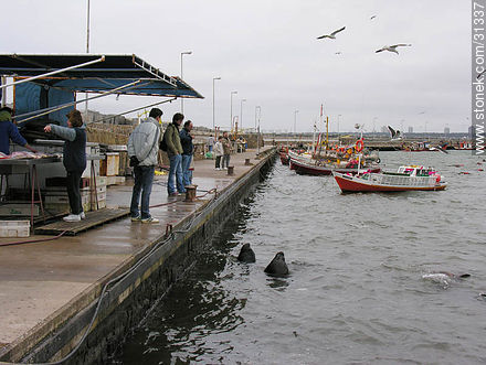 Muelle de pescadores del puerto de Punta del Este - Punta del Este y balnearios cercanos - URUGUAY. Foto No. 31337