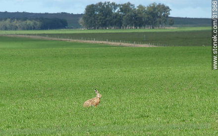 Hare in uruguayan fields -  - URUGUAY. Foto No. 31366