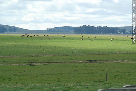Verdes campos uruguayos -  - URUGUAY. Foto No. 31363
