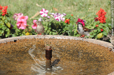 Sparrows - Department of Montevideo - URUGUAY. Photo #31550