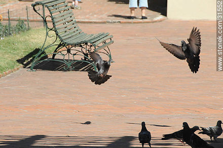 Pigeons - Department of Montevideo - URUGUAY. Photo #31552