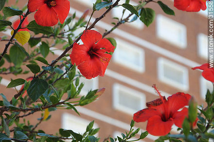 Flores de hibisco en la Plaza Gomensoro - Departamento de Montevideo - URUGUAY. Foto No. 31558