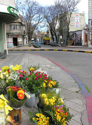Venta de flores en Bulevar España y Libertad - Departamento de Montevideo - URUGUAY. Foto No. 31944
