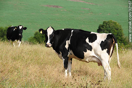 Vacas holando - Fauna - IMÁGENES VARIAS. Foto No. 32167