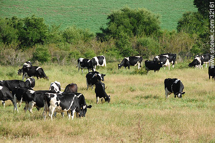 Vacas lecheras. -  - URUGUAY. Foto No. 32161