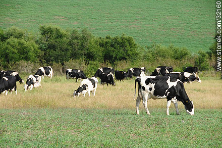 Vacas lecheras. - Fauna - IMÁGENES VARIAS. Foto No. 32160