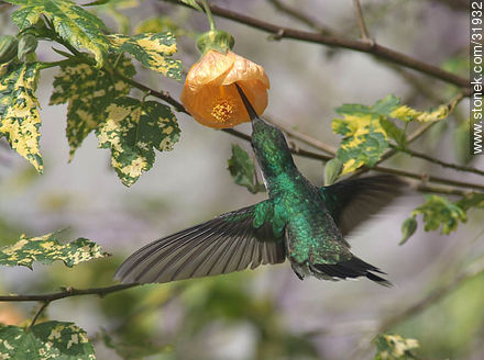 Flying hummingbird - Fauna - MORE IMAGES. Photo #31932
