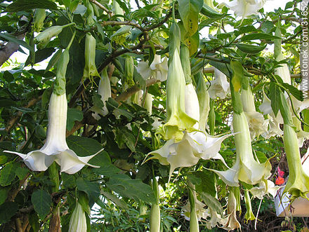 Floripondios - Flora - IMÁGENES VARIAS. Foto No. 31652