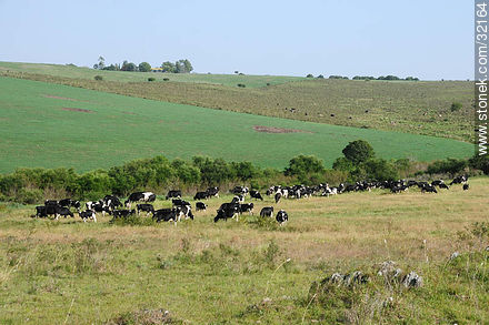 Dairy cows -  - URUGUAY. Foto No. 32164