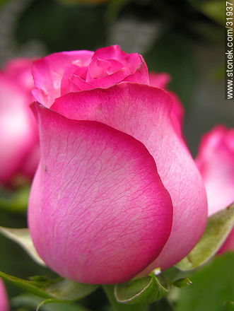 Rosa - Flora - IMÁGENES VARIAS. Foto No. 31937