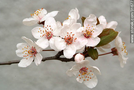 Flowers of a plum tree - Flora - MORE IMAGES. Photo #31677
