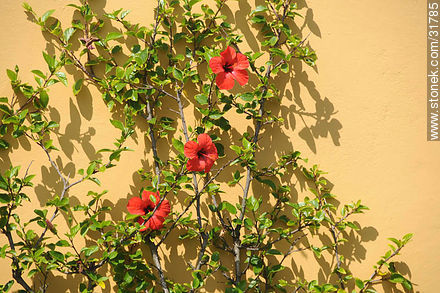 Hibisco sobre muro - Punta del Este y balnearios cercanos - URUGUAY. Foto No. 31785