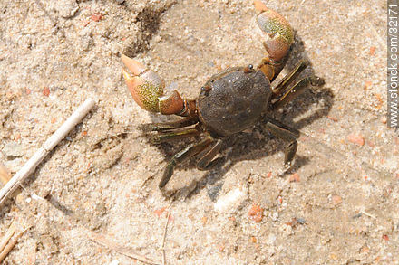 Crab - Fauna - MORE IMAGES. Photo #32171