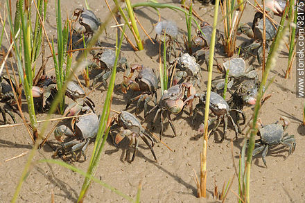 Crabs - Punta del Este and its near resorts - URUGUAY. Foto No. 32175