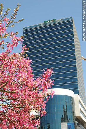 Palo Borracho en flor frente al WTC - Departamento de Montevideo - URUGUAY. Foto No. 31821