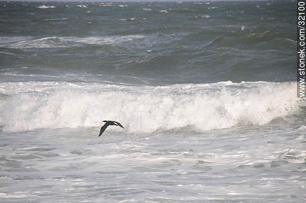 Pato y mar furioso - Punta del Este y balnearios cercanos - URUGUAY. Foto No. 32100