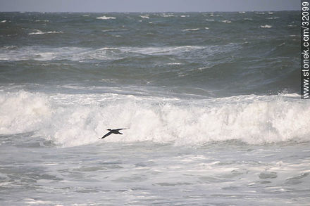 Pato y mar furioso - Punta del Este y balnearios cercanos - URUGUAY. Foto No. 32099